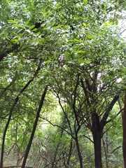 Ligustrum japonicum