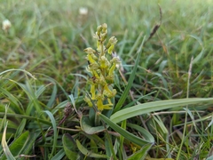 Neottia ovata