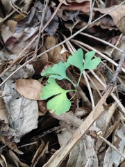 Ginkgo biloba