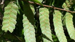 Diplazium dilatatum