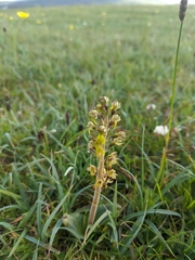 Neottia ovata
