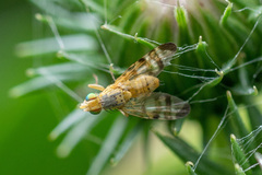 Terellia tussilaginis
