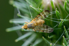 Terellia tussilaginis