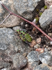 Cicindela campestris