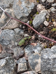 Cicindela campestris
