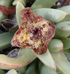 Machairophyllum albidum