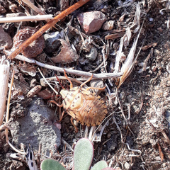 Carpocoris mediterraneus