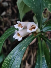 Hemiboea subcapitata