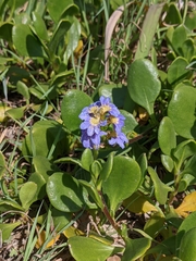 Scaevola calendulacea