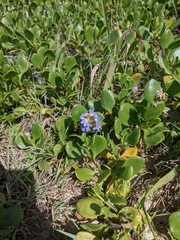 Scaevola calendulacea