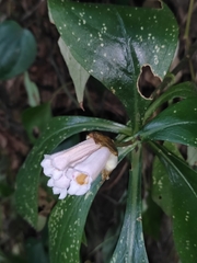 Hemiboea subcapitata