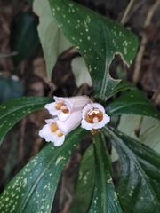 Hemiboea subcapitata