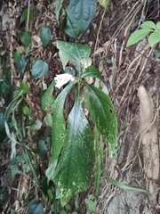 Hemiboea subcapitata