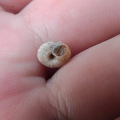 Xerotricha conspurcata