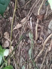 Hemiboea subcapitata