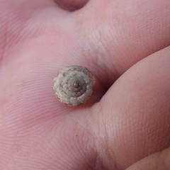 Xerotricha conspurcata