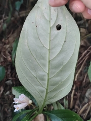 Hemiboea subcapitata