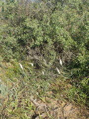 Bulbinella cauda-felis