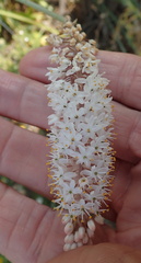 Bulbinella cauda-felis