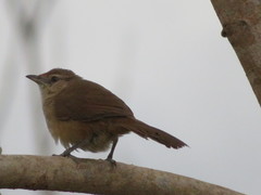 Phacellodomus rufifrons