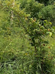 Cardiospermum halicacabum