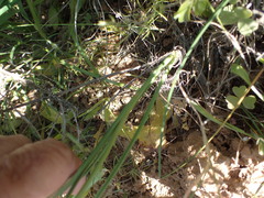 Bulbinella cauda-felis