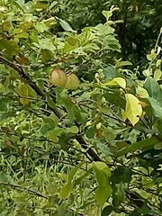 Cardiospermum halicacabum