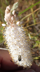 Bulbinella cauda-felis