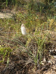 Bulbinella cauda-felis