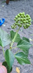 Hedera helix