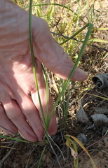 Bulbinella cauda-felis