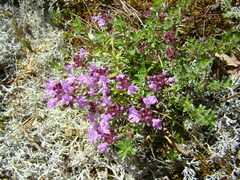 Thymus serpyllum