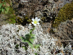 Cerastium alpinum
