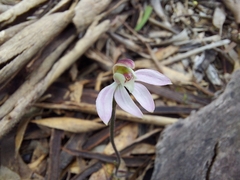 Caladenia prolata