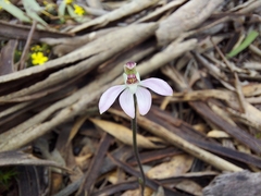 Caladenia prolata