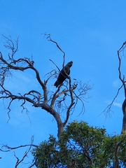 Calyptorhynchus lathami