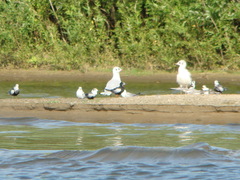 Chlidonias leucopterus