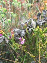 Muraltia satureioides