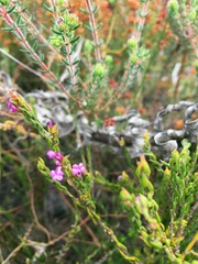 Muraltia satureioides
