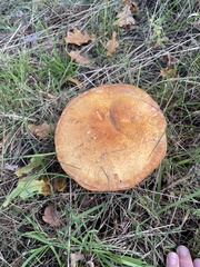 Suillus cavipes