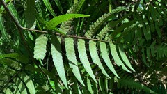 Diplazium dilatatum