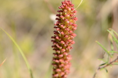 Disa densiflora