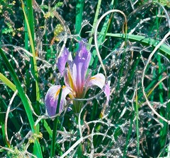 Iris unguicularis carica