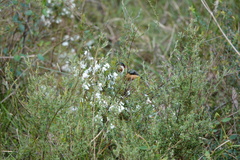 Acanthorhynchus tenuirostris