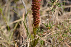 Disa densiflora