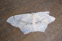 Scopula imitaria