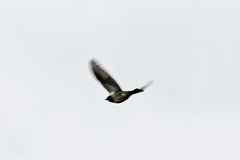 Turdus pilaris