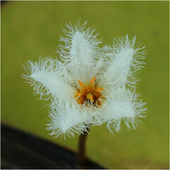 Nymphoides indica
