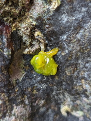 Stylocheilus longicauda