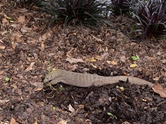 Varanus nebulosus